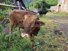 Продам 3 бычка ,4 коровы и телёнка 