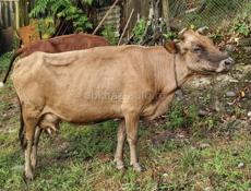 Продам 3 бычка ,4 коровы и телёнка 
