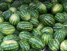 Писать только на вастап арбуз местные🍉 