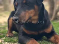 Вазьму в добрые руки собаку ЯГТЕРЬЕРА