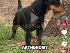 Вазьму в добрые руки собаку ЯГТЕРЬЕРА