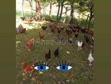 Чищенные куры на заказ