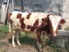 Продам двух телят срочно. 