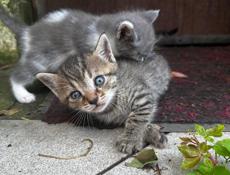 Отдадим котят в добрые руки🥰