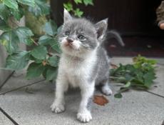 Отдадим котят в добрые руки🥰