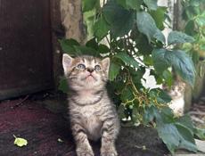 Отдадим котят в добрые руки🥰