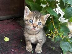 Отдадим котят в добрые руки🥰