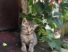 Отдадим котят в добрые руки🥰