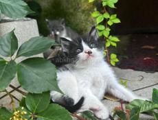 Отдадим котят в добрые руки🥰