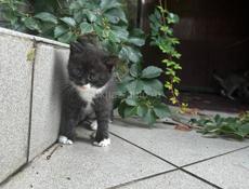 Отдадим котят в добрые руки🥰