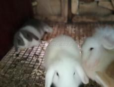 Карликовые вислоухие кролики.