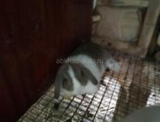 Карликовые вислоухие кролики.