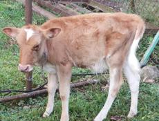 Продается коровы молодые. 1 корова два раза оттелился, 4 телёнка , 2 месяц , 3 месяц, 4 месяцев и 8 месяца, 4 бичка , 9 месяц, 1 года, 1.5 года 2 года. Оптовая цена 300 тысяч рублей.