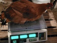 Продаются куры ,1000 руб 