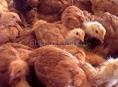 Продам цеплят 2 месячных , Ред бро и гриз бар
