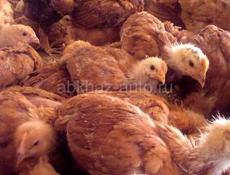 Продам цеплят 2 месячных , Ред бро и гриз бар