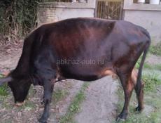 Срочно продаётся корова 50.т