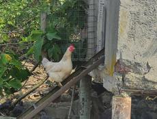 Продаю взрослых курей разных пород 