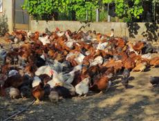 Продаю взрослых курей разных пород 
