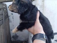 Щенки спаниеля 