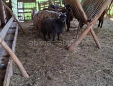 Продаю барашки и козы