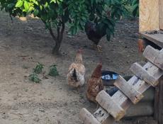 Продаю кур несушек