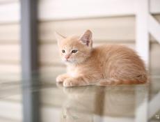 Привезу котенка куда скажете