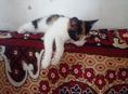 Отдам котят 3м