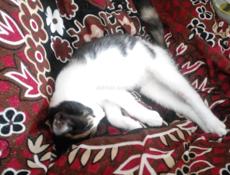 Отдам котят 3м