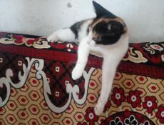 Отдам котят 3м