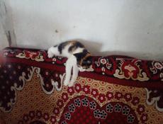 Отдам котят 3м