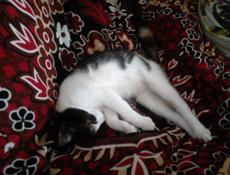 Отдам котят 3м