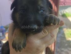 Немецкая овчарка
