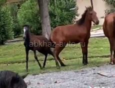 Пропали лошади . Кто видел просьба дать знать.