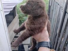 Щенки спаниеля 