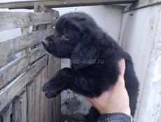 Щенки спаниеля 