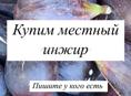 Куплю местный инжир 
