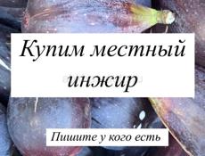 Куплю местный инжир 