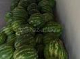 Арбуз 🍉 Табган