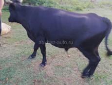 Продаётся бык