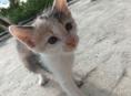 Привезу маленькую кошечку