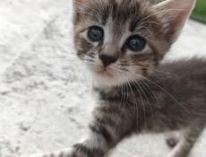Привезу маленькую кошечку