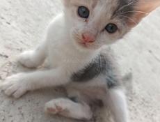 Привезу маленькую кошечку
