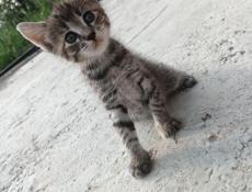 Привезу маленькую кошечку