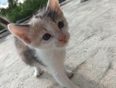 Привезу маленькую кошечку