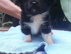 Продаём щенка чихуахуа мальчики