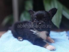 Продаём щенка чихуахуа мальчики