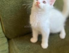 Котята Мейн Кун