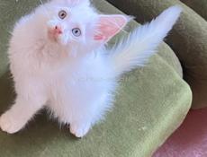 Котята Мейн Кун