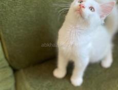 Котята Мейн Кун